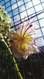 Close-up of yellow flower