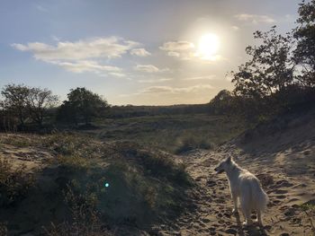 View of dog on field against sunset sky