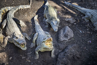 High angle view of dead fish in water