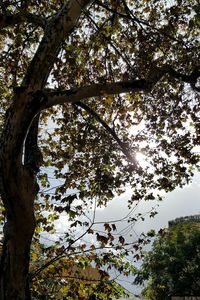 Low angle view of tree against sky