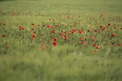 Close-up of poppy flowers growing in field