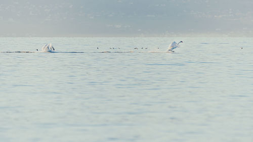 View of seagulls on sea