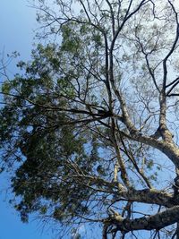 Low angle view of trees against sky