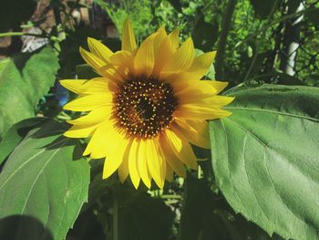 Close-up of yellow flower blooming outdoors