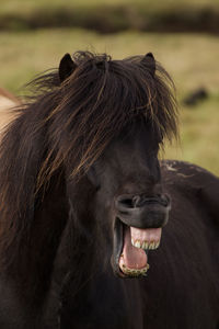 Close-up of black horse yawning outdoors