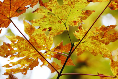 Close-up of yellow maple leaves on tree