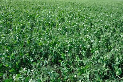 High angle view of corn field