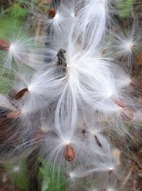 Full frame of flower