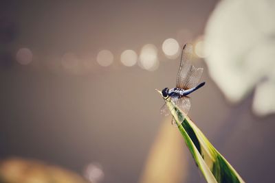 Close-up of dragonfly on plant