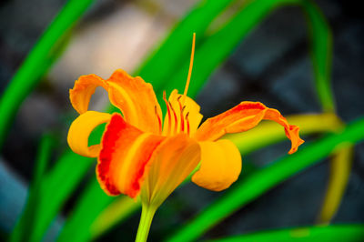 Close-up of yellow flower blooming outdoors