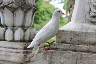 Close-up of bird perching on retaining wall