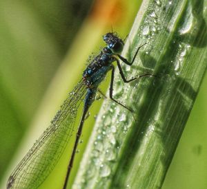 Close-up of insect on leaf