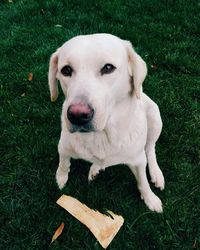 Dog standing on grassy field