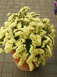 High angle view of flowers