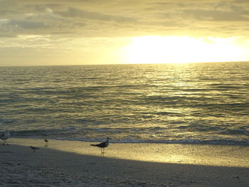 View of seagulls on beach during sunset