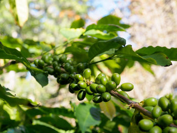 Close-up of olives on tree