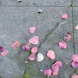 High angle view of pink petals on street