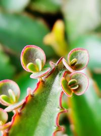 Close-up of flowering plant