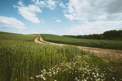 Scenic view of agricultural field against sky