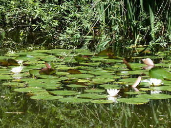 Ducks floating on water in lake