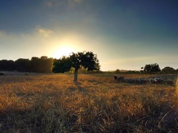 Scenic view of field against sky during sunset