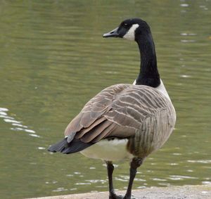 Close-up of duck on lake