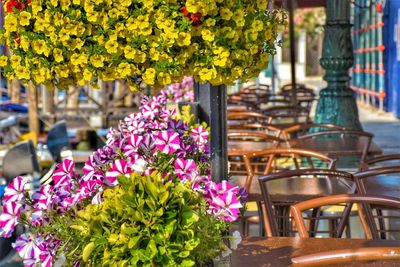 Close-up of purple flowering plants on table