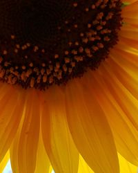 Close-up of yellow flower