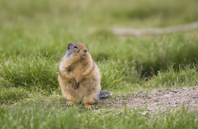 Hamster on field