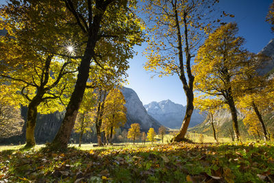 Trees on landscape against sky during autumn