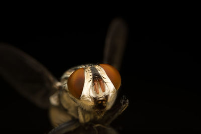 Macro shot of fly against black background
