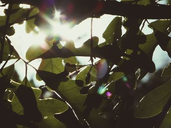 Low angle view of leaves on tree