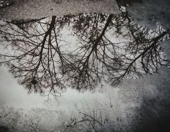 Bare trees on snow covered land