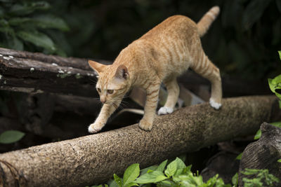 Full length of a cat