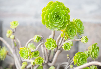 Close-up of succulent plant