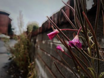 Close-up of pink flowers