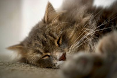 Close-up of cat sleeping