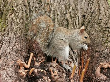 Close-up of an animal on tree trunk