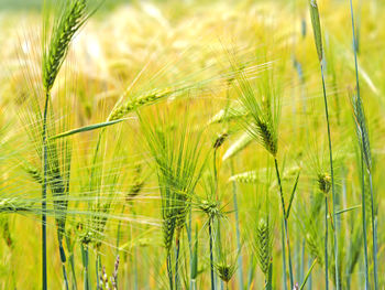 Crops growing on agricultural field