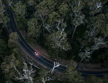 High angle view of road amidst trees at night