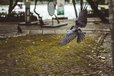 Bird flying over footpath