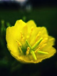 Close-up of yellow flower blooming outdoors