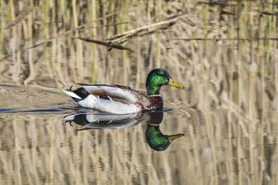 Side view of a duck swimming in lake