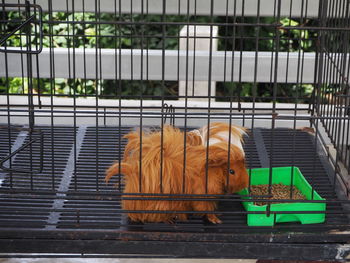 View of  guinea pig in cage.