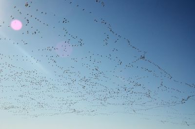 Low angle view of birds flying in sky