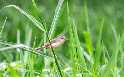 Close-up of bird perching on grass