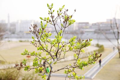 Close-up of plant against blurred background