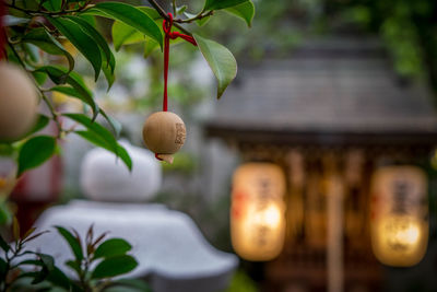 Close-up of grapes hanging on tree against building