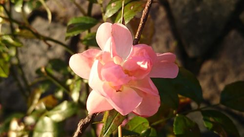 Close-up of pink flower blooming outdoors