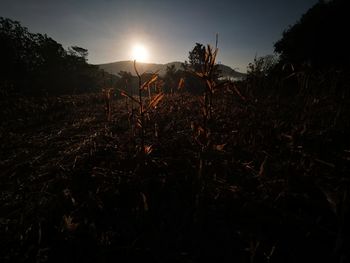 Silhouette plants on field against sky during sunset